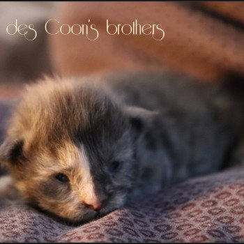 chaton Maine coon polydactyle blue tortie Chatterie des Coon's brothers