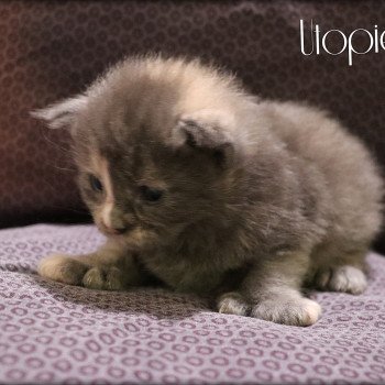 chaton Maine coon polydactyle blue tortie Utopie PP des Coon's Brothers Chatterie des Coon's brothers