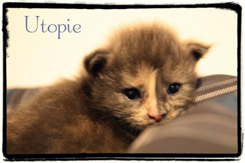 Utopie PP des Coon's Brothers Femelle Maine coon polydactyle