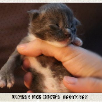 chaton Maine coon polydactyle blue & blanc Chatterie des Coon's brothers