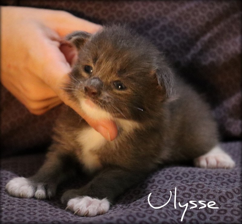 Ulysse  PP des Coon's Brothers Mâle Maine coon polydactyle