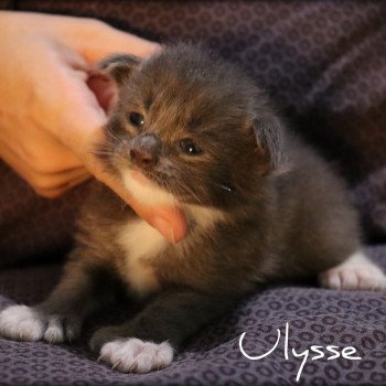 chaton Maine coon polydactyle blue & blanc Ulysse  PP des Coon's Brothers Chatterie des Coon's brothers