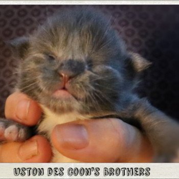 chaton Maine coon polydactyle blue & blanc Chatterie des Coon's brothers