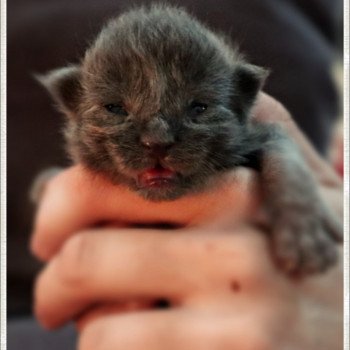 chaton Maine coon polydactyle blue & blanc Uston PP des Coon's Brothers Chatterie des Coon's brothers