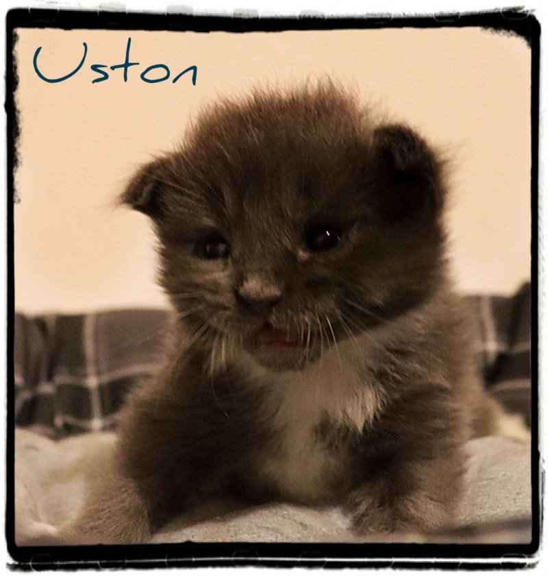 Uston PP des Coon's Brothers Mâle Maine coon polydactyle