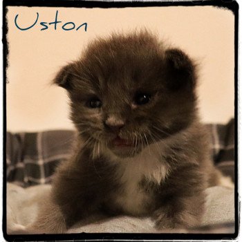 chaton Maine coon polydactyle blue & blanc Uston PP des Coon's Brothers Chatterie des Coon's brothers