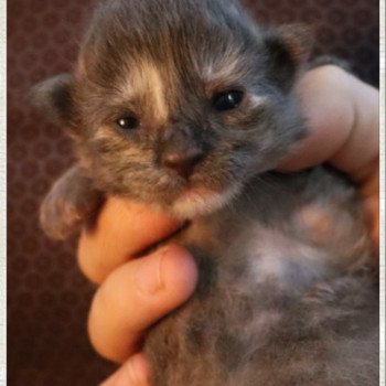 chaton Maine coon blue tortie Chatterie des Coon's brothers