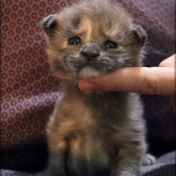 chaton Maine coon blue tortie Umami des Coon's Brothers Chatterie des Coon's brothers