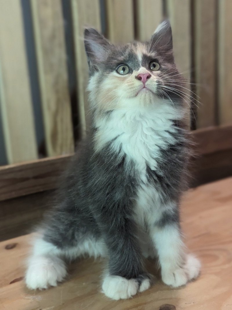 Utopia Femelle Maine coon polydactyle