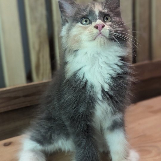 Utopia Femelle Maine coon polydactyle