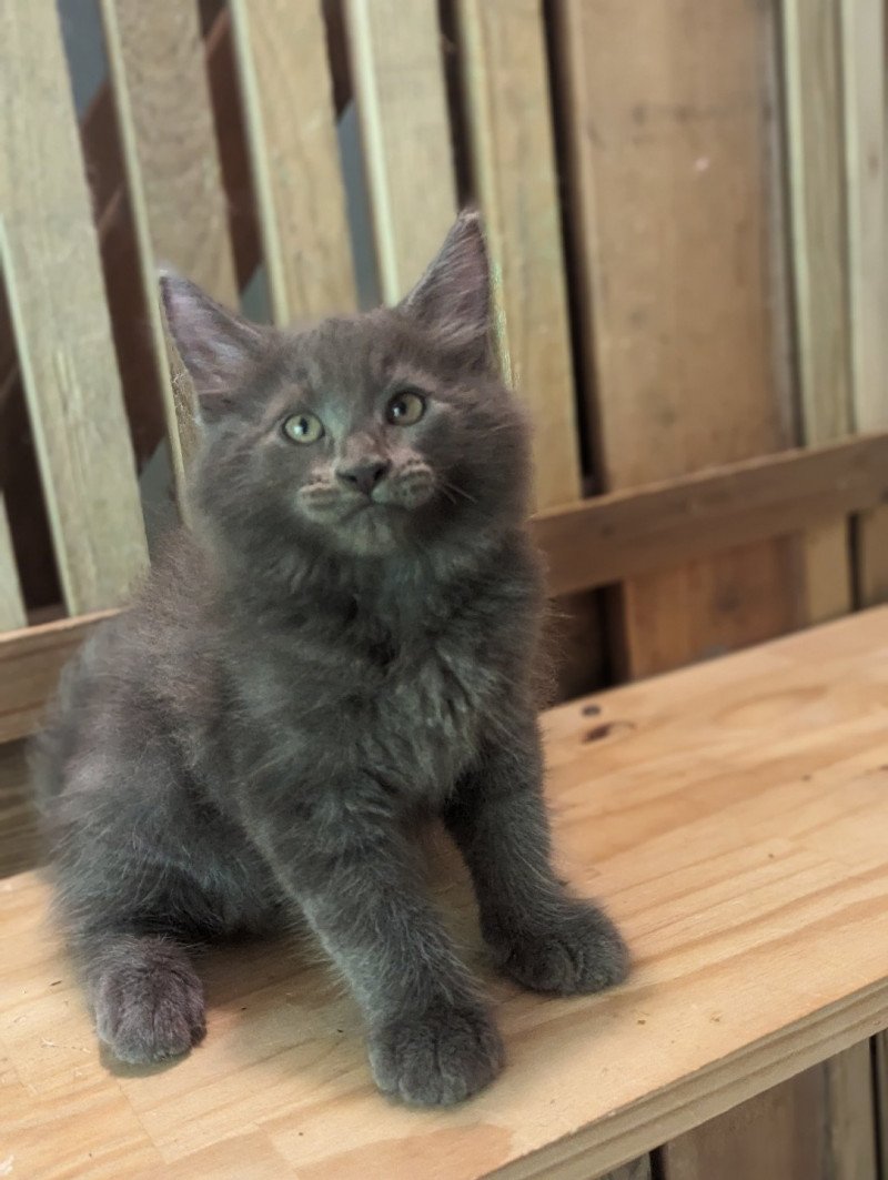 UKI Mâle Maine coon