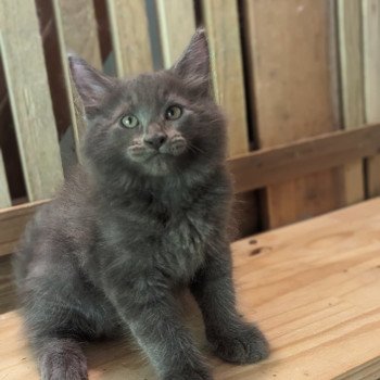 chaton Maine coon blue Chatterie des Coon's brothers