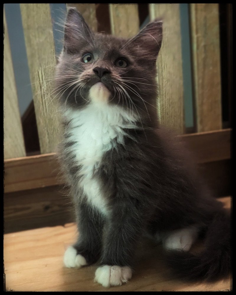 UTAH Mâle Maine coon