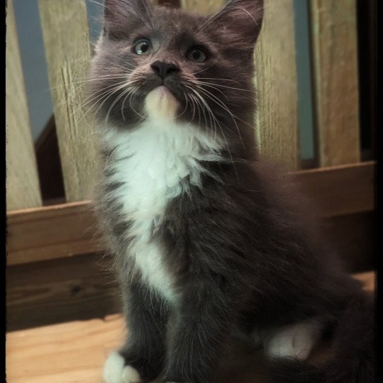 UTAH Mâle Maine coon