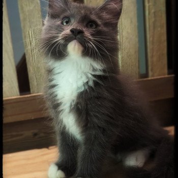 chaton Maine coon blue bicolor Chatterie des Coon's brothers