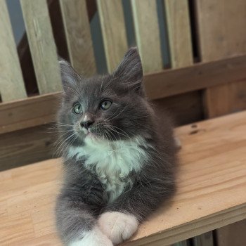 chaton Maine coon blue bicolor Chatterie des Coon's brothers
