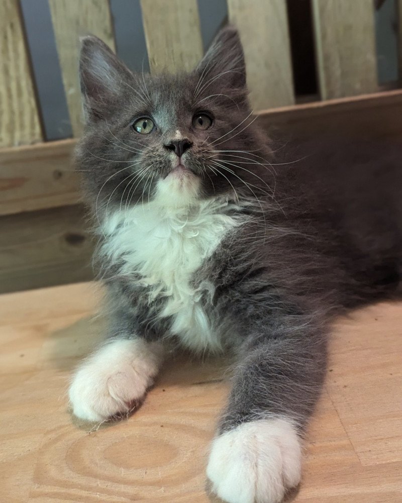UGGY Mâle Maine coon