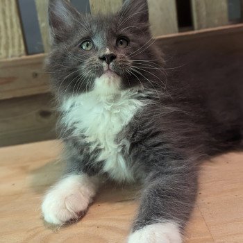chaton Maine coon blue bicolor Chatterie des Coon's brothers