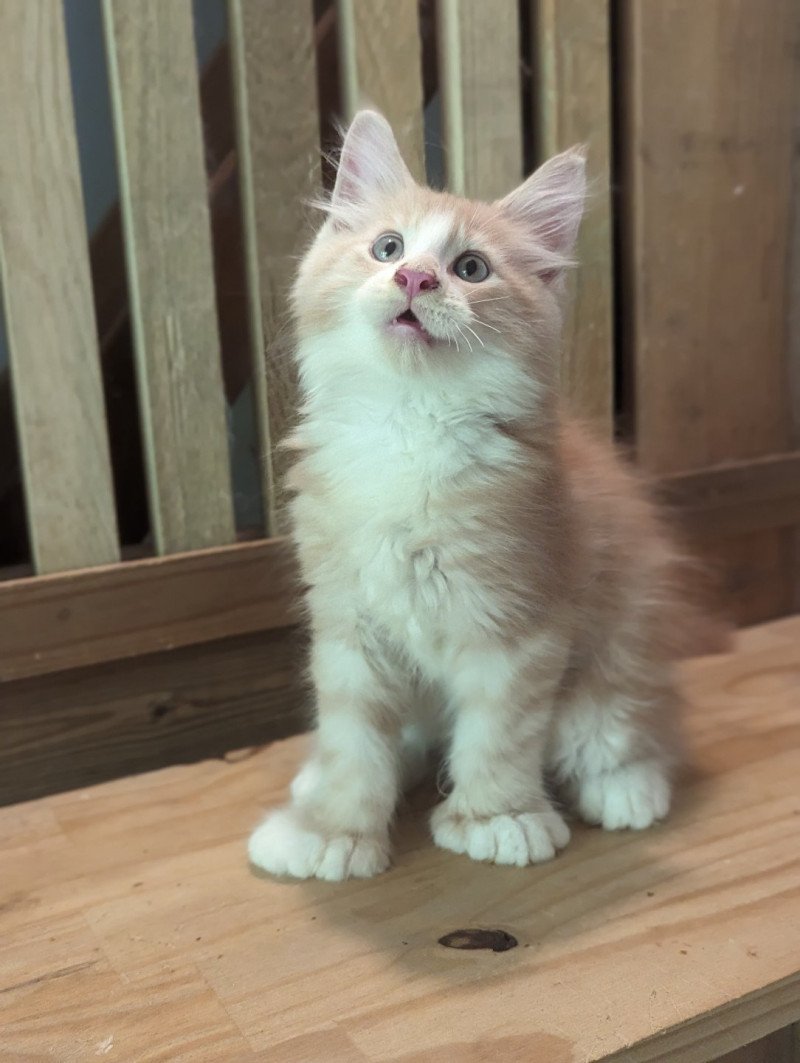 UNYX Mâle Maine coon polydactyle
