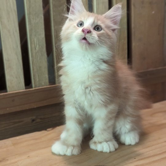 UNYX Mâle Maine coon polydactyle