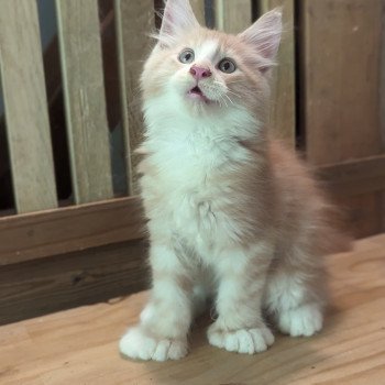 chaton Maine coon polydactyle cream bicolor Chatterie des Coon's brothers