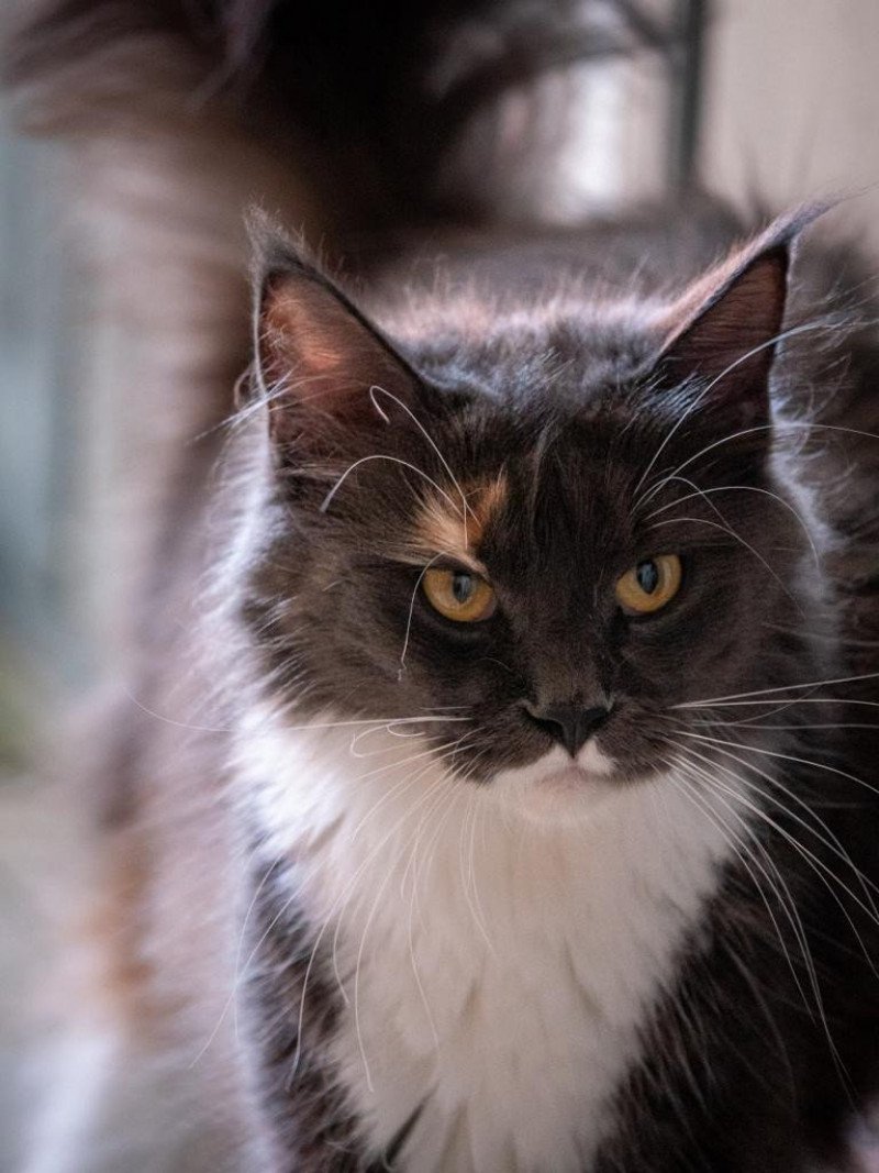 Suki Femelle Maine coon polydactyle