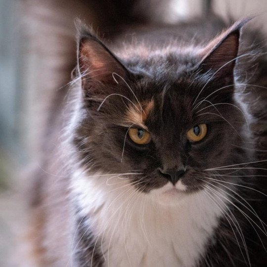 Suki Femelle Maine coon polydactyle