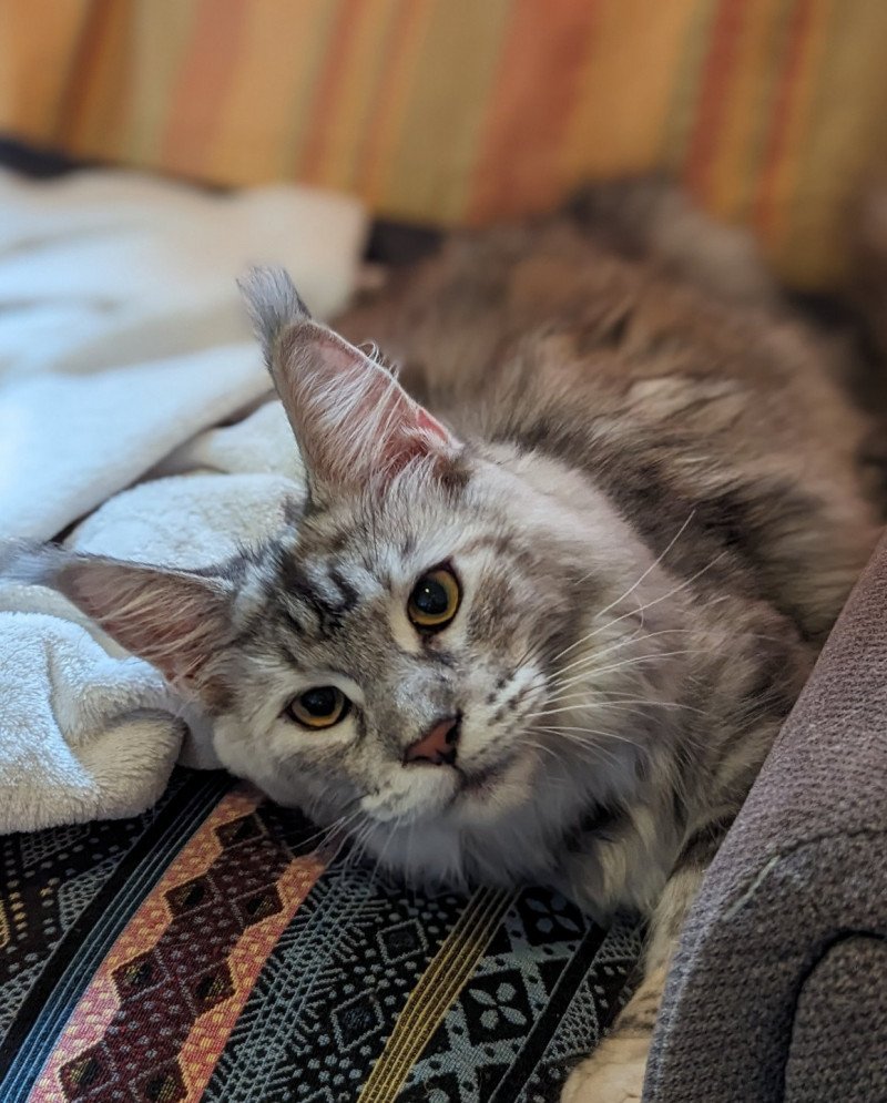 Umi Femelle Maine coon