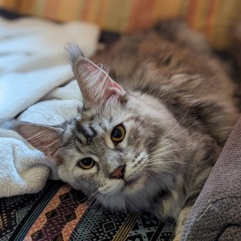 chat Maine coon Umi Chatterie des Coon's brothers